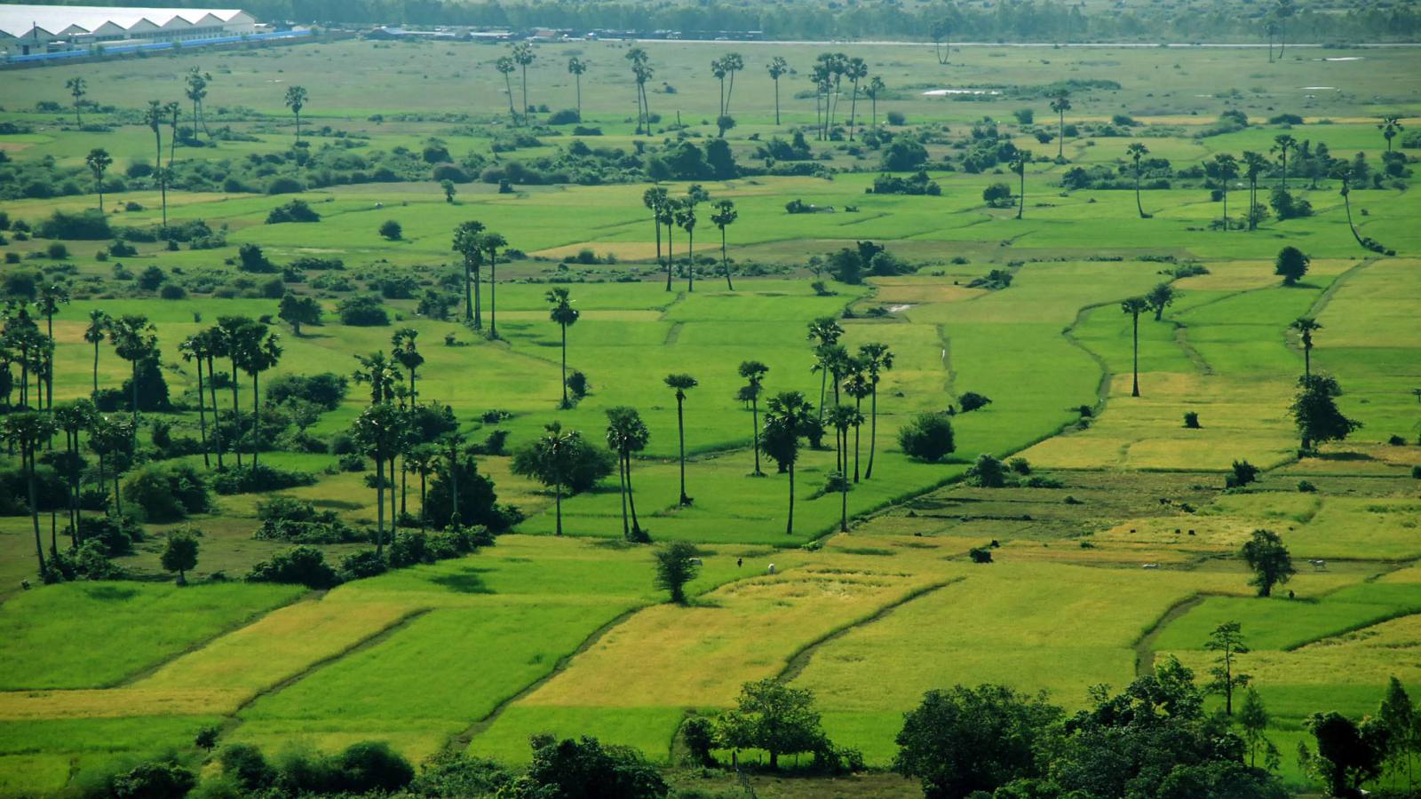 attraction-Battambang Economy Rice 1.jpg